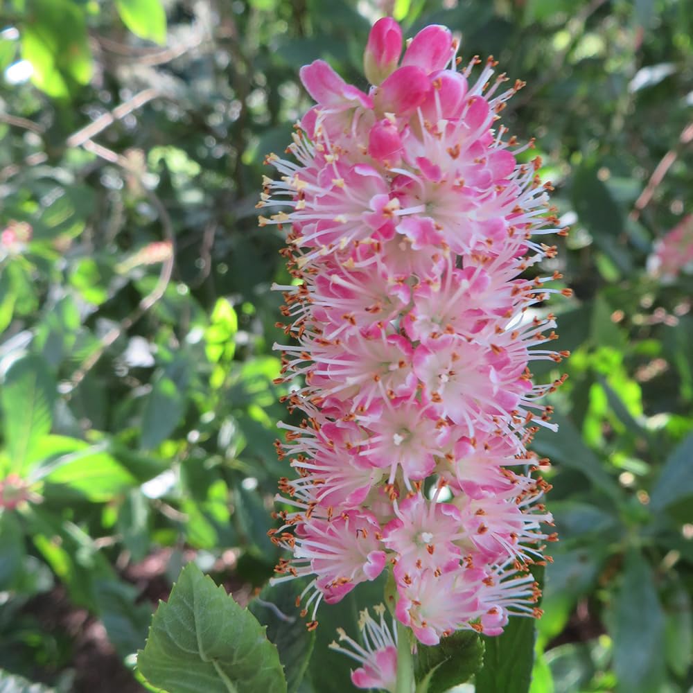 You Garden - 1 x Clethra alnif 'Ruby Spice' in a 9cm Pot