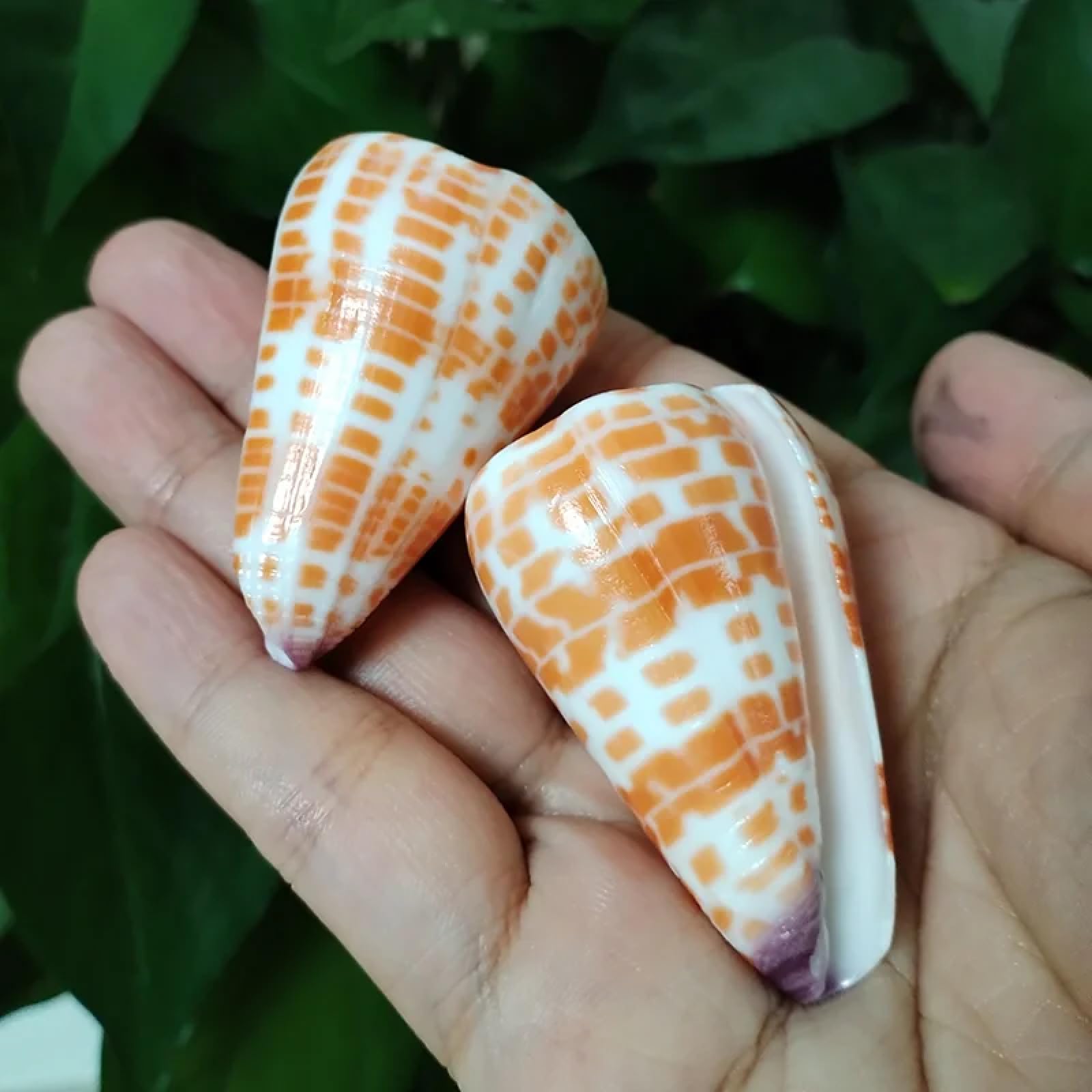 Conchiglie per decorazione, 2 pezzi 4-6 cm vera conchiglia rossa a forma di cono conchiglie di mare eremita granchio di ricambio esemplare acquario decorazione festa di nozze