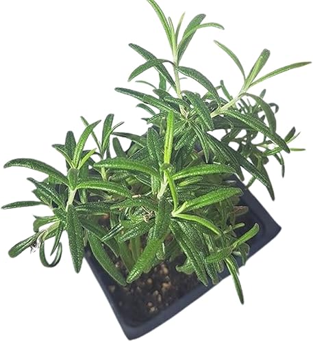 Miniatura 3 de Planta vertical de romero (Rosemarinus officinalis) maceta de 2.5 pulgadas