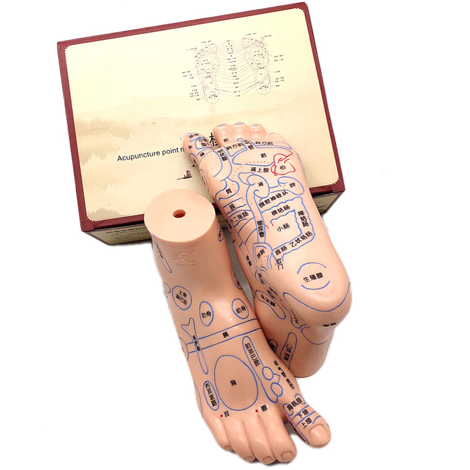 Amazon.co.jp: 人間の足のツボモデル - 足のツボモデル - 人間のツボの