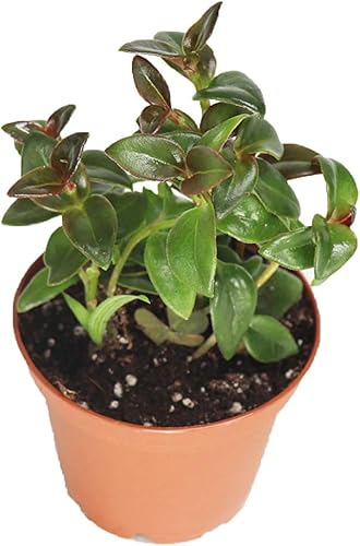 Black Goldfish Plant-2'' de California Tropicals