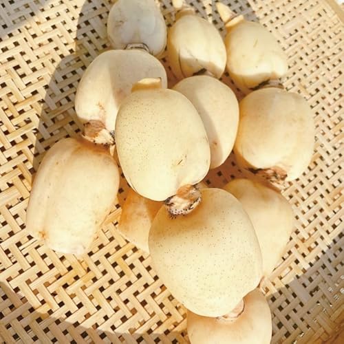 ＼先行予約/オーガニック肥料で育てたれんこん 2kg (8月上旬発送開始予定)[茨城県 鹿嶋市 有機栽培 オーガニック レンコン 蓮根 野菜 根菜 産地直送 有機野菜 ](KBJ-3)
