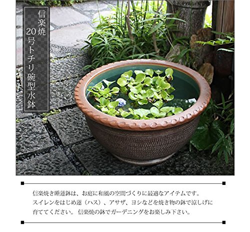 Amazon | 信楽焼 20号トチリワン型すいれん鉢 睡蓮鉢 スイレン鉢