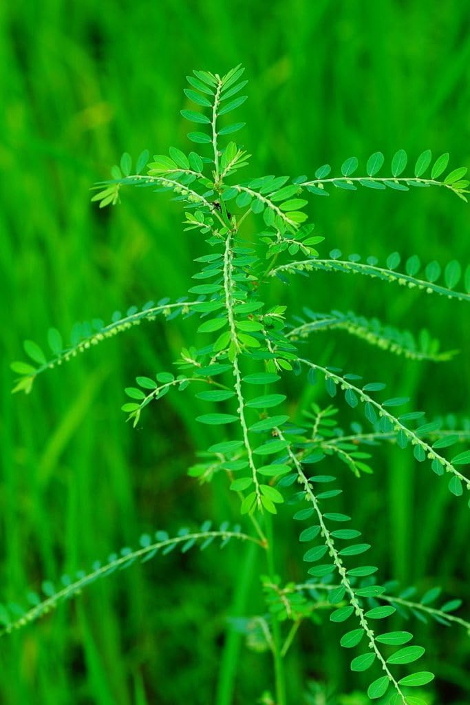 Keezharnelli | Phyllanthus Niruri | Gale of the wind | Ayurvedic Medicine For Kidney Stone & Liver Diseases Natural Live Plant (B0CBBD114J) Amazon Price History, Amazon Price Tracker