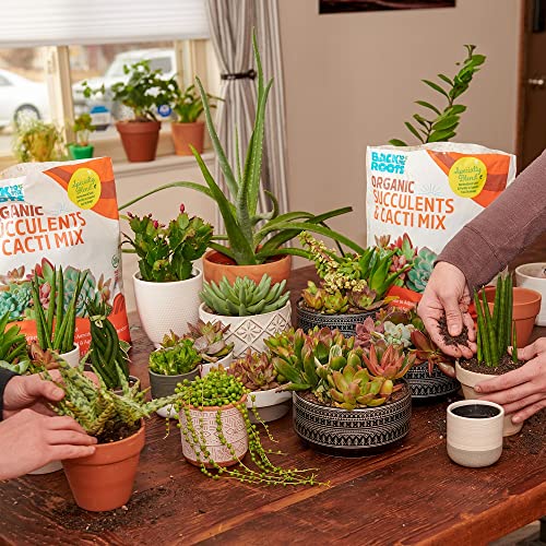 image for Back to The Roots 100% Organic Succulent & Cacti Mix (6 Quart) | Made 