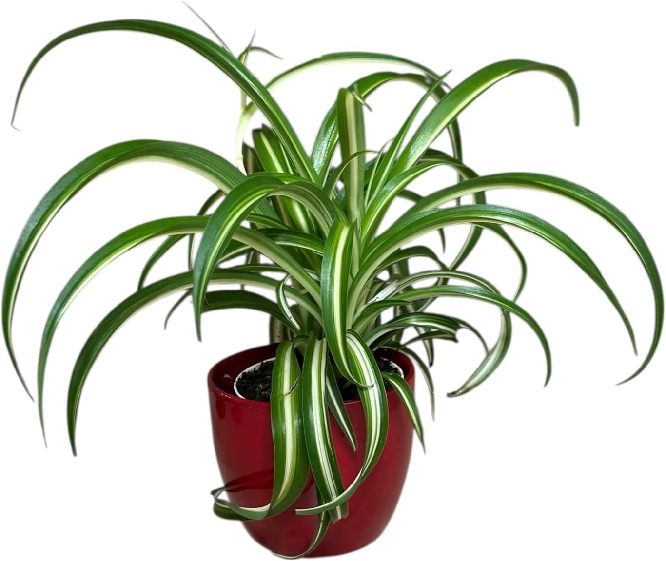 Bonnie Curly Spider Plant, Pet Friendly, Variegated Curly Leaves, Easy to Care and Grow Attractive Plant in 4.7 inch Red Decorative Pot - Hopewind Plants Shop