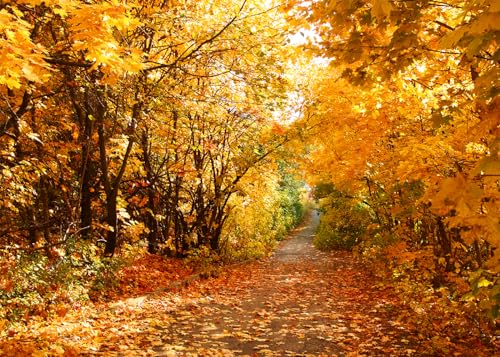DULUDA 7x5 FT Fall Leaves Forest Autumn Backdrop Wedding Party Park Bridal Shower Theme Background for Photography YouTube Outdoor Travel Family Birthday Photo Props Clear