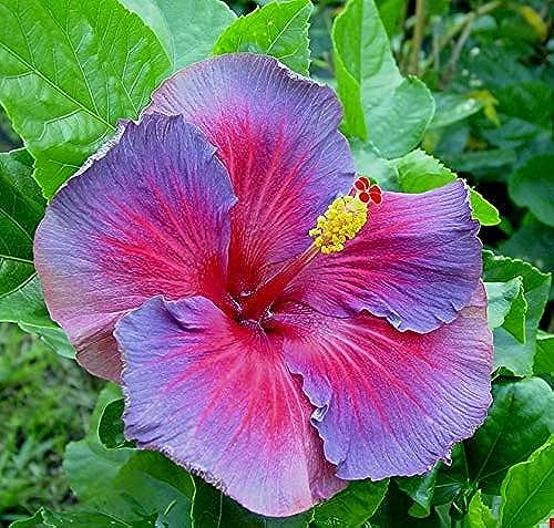 Image of 25+ Seeds Pink Purple Blue Hibiscus Flower Tropical Garden Exotic Perennial Hardy Seeds For Planting