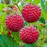 Pack de 10 Plants Fraise Framboise Très Savoureux - Fraises Délicieuses - Plants de Fraisiers - Plants de Fraisiers - Fruits Sains - Résistant - Facile à Cultiver - pour Jardin et Balcon - Frigo