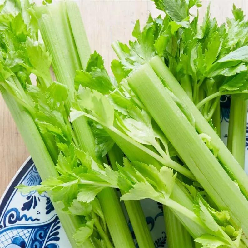 Willvine Organic Green Celery Vegetable-VOX-11F-image-11