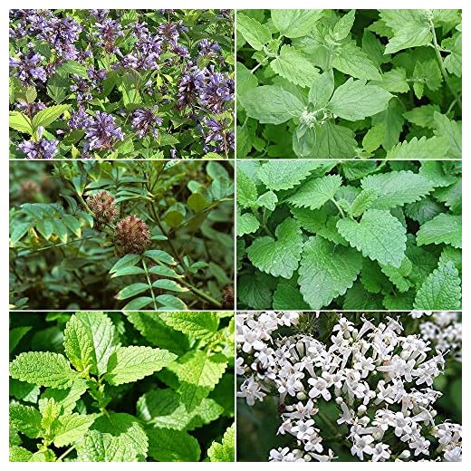 Cat Plant Seed Collection #2-6 Variety Seed Pack of Plants for Your Cat - Catmint, Catnip, Lemon Balm, Licorice, Peppermint, Valerian - FROZEN SEED CAPSULES - The Very Best in Long-Term Seed Storage