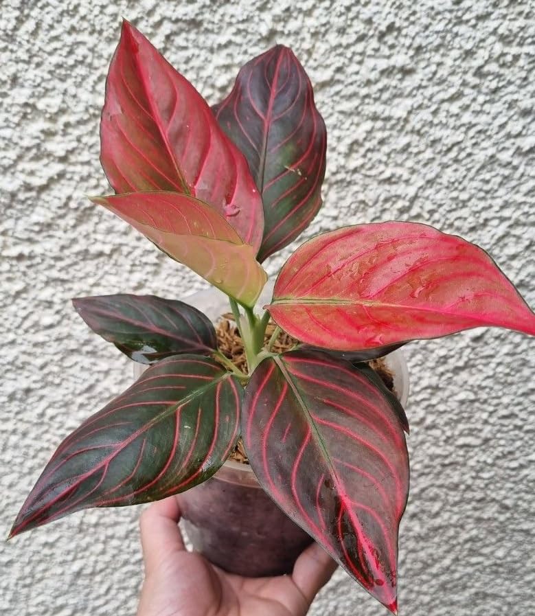 The Four Seasons Aglaonema Red Vein | Imported Variety | Rare