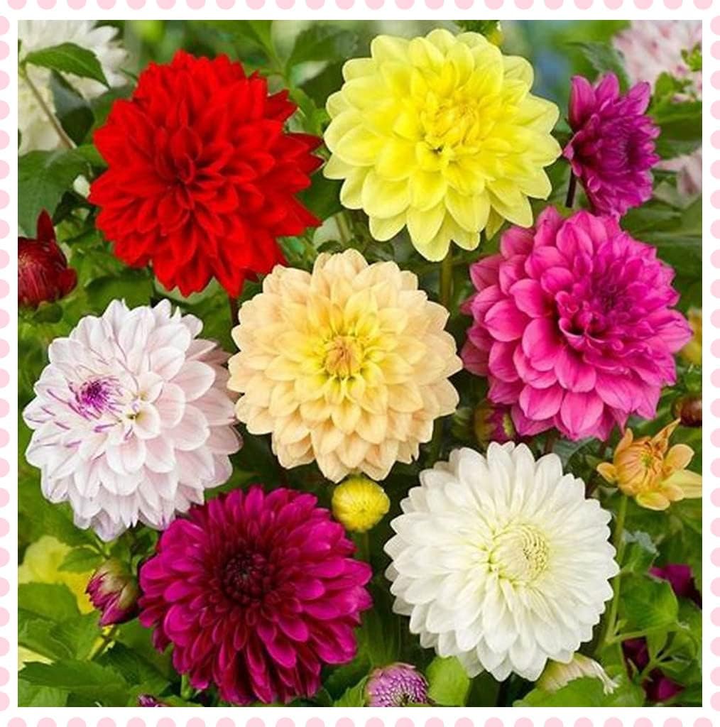ship Dahlia Bulbs for Planting Mysterious Surprise Gift