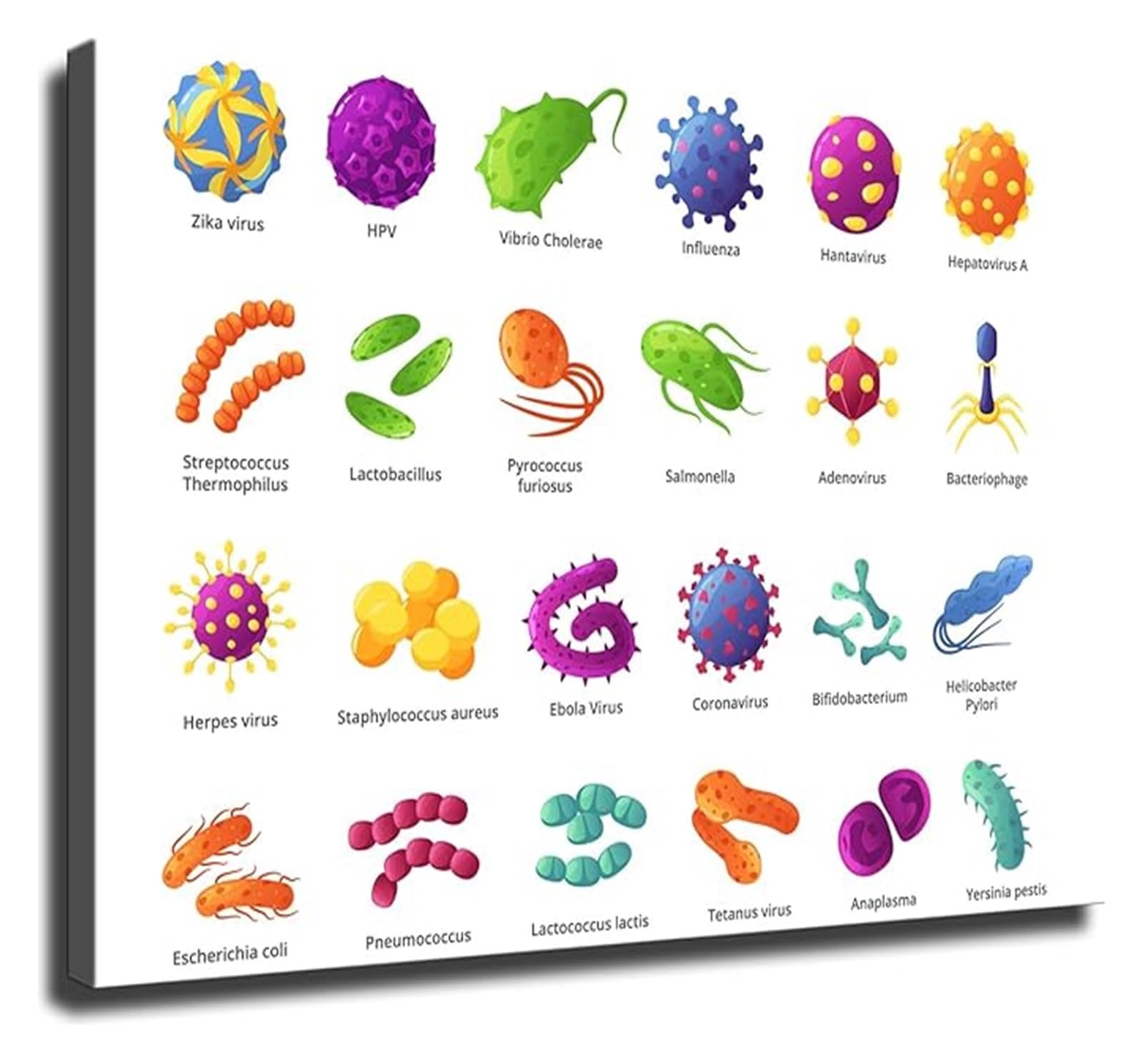 PKNVKZIDK Microbial Life Forms Chart for Biology Reference and Modern Scientific Style Wall Decor Framed,16x24inch(40x60cm)