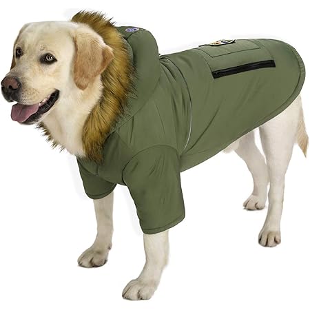 down jacket dog