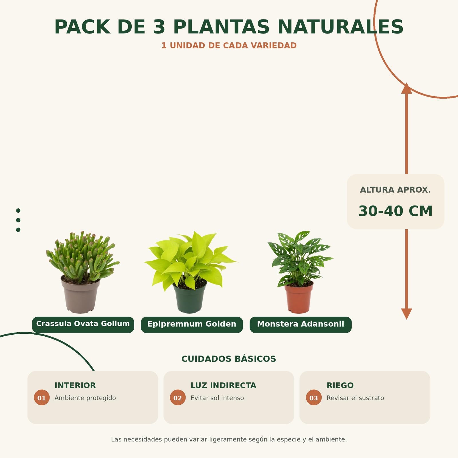 Pack 3 Plantas DECOALIVE: Jade Gollum, Poto Amarillo y Monstera Monkey Mask