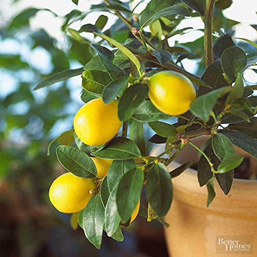 Creative Farmer Live Plant Lemon Gandharaj Fruit Dwarf Exotic Plants Garden Plant(1 Healthy Live Plant) (PLANT-53-LEMON31ll@) (B08P5S8MJW) Amazon Price History, Amazon Price Tracker