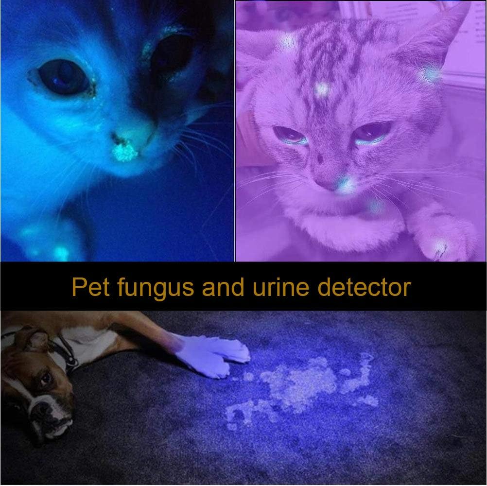 Two images demonstrating pet urine detection. The top image shows a cat with glowing fungal spots under UV light. The bottom image shows a dog next to a glowing urine stain on a carpet under UV light.