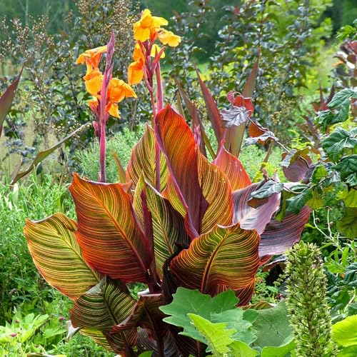Canna 'Tropicanna'. 9cm Plant x 2. Canna Lily. Tropical, Exo