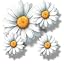 White Daisy