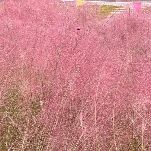 semillas de muhlenbergia capillaris, interior, exóticas, resistentes al aire libre para el jardín. 800pcs