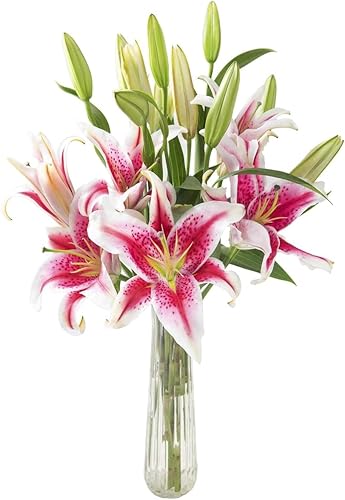 Vista 13 de KaBloom Entrega al día siguiente: colección para el día de la madre, ramo de lirio rosa de Barbie de 10 lirios de estrellas rosas frescas. Regalo