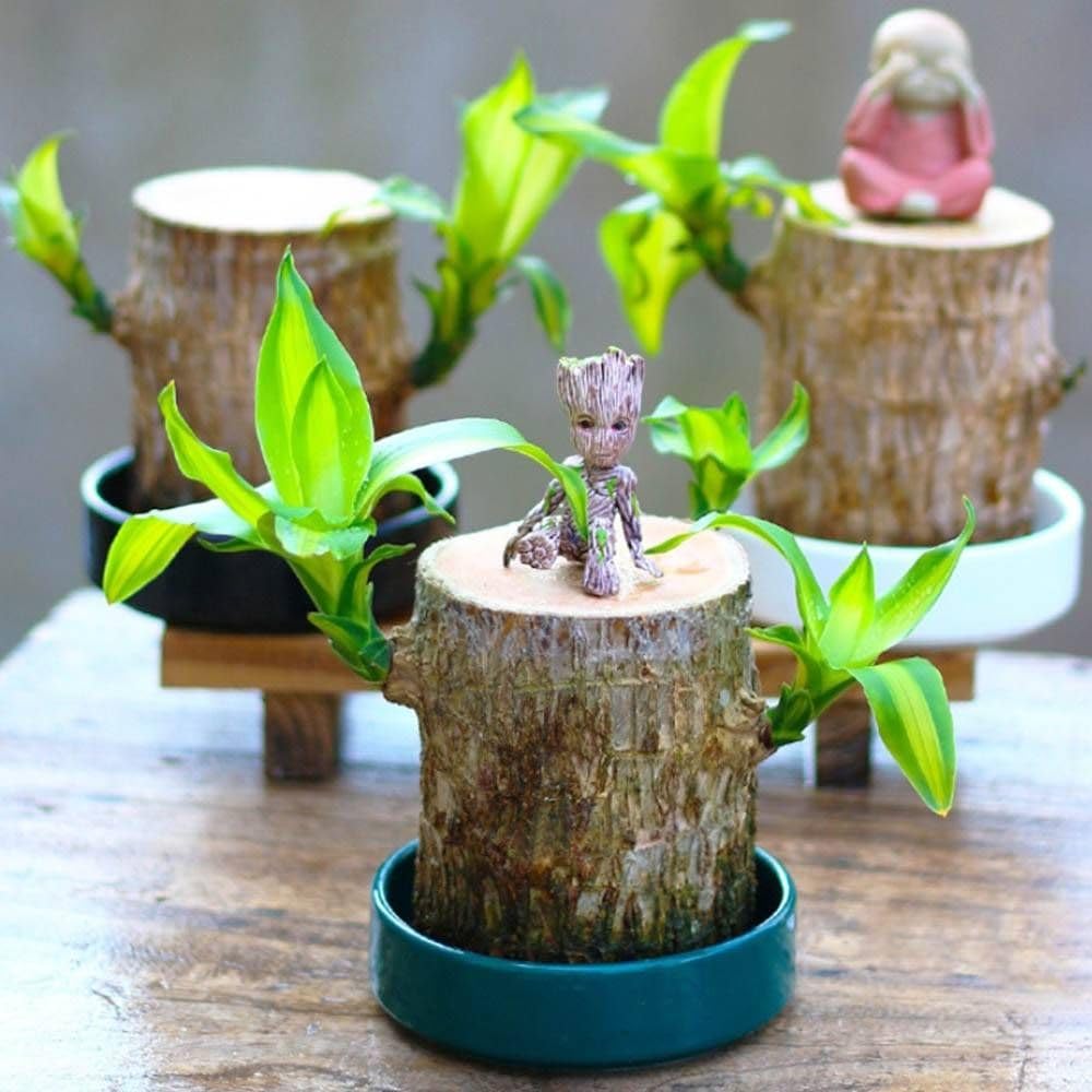 Lucky Wood Live Plant(pack of 3)(RIKIYA) | Air Purifying, Low Maintenance, Office & Bedroom Decor, Easy Care, Lucky Plant-image-20