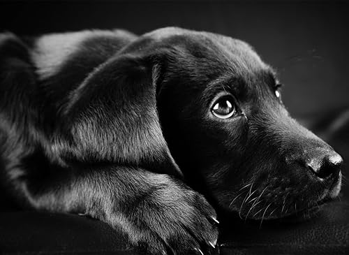 Kits de pintura de diamantes por números para adultos, perro labrador negro, redondo, taladro completo, arte de diamante 5D, fácil para