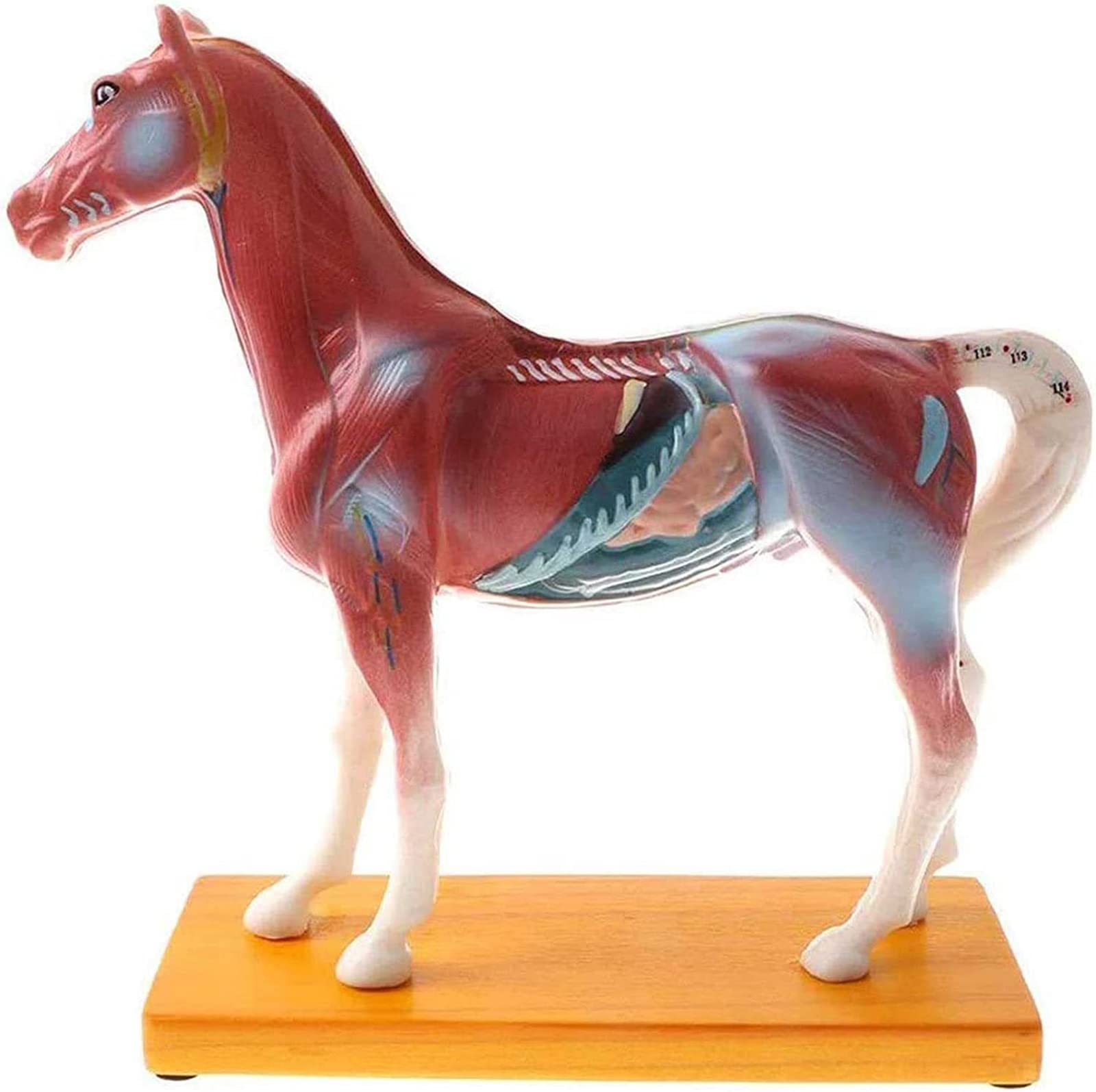Lehrmodell, Pferdeakupunkturmodell, 114 Akupunkturpunkte Pferdeanatomisches Modell, für Schullehrmittel, Laborbedarf, Tierpunkte-Akupunkturmodell
