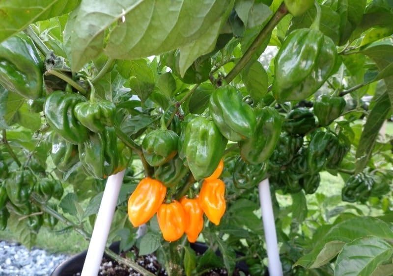 Miniatura 2 de Habanero Big Sun Yellow 15 Semillas Heirloom Hot African Chili Pepper Extreme Rare