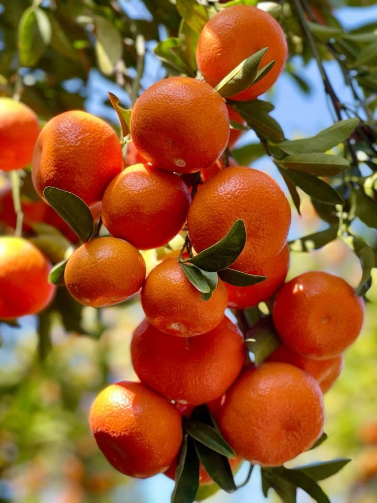 Darjeeling Komla Orange Lemon Grafted Premium Variety Live Fruit Plant - | Santra Lemon | Komla Orange | Sweet & Juicy Fruiting Orginal Variety 1.2/2 Ft Height Tree (Pack Of 1)-image-3