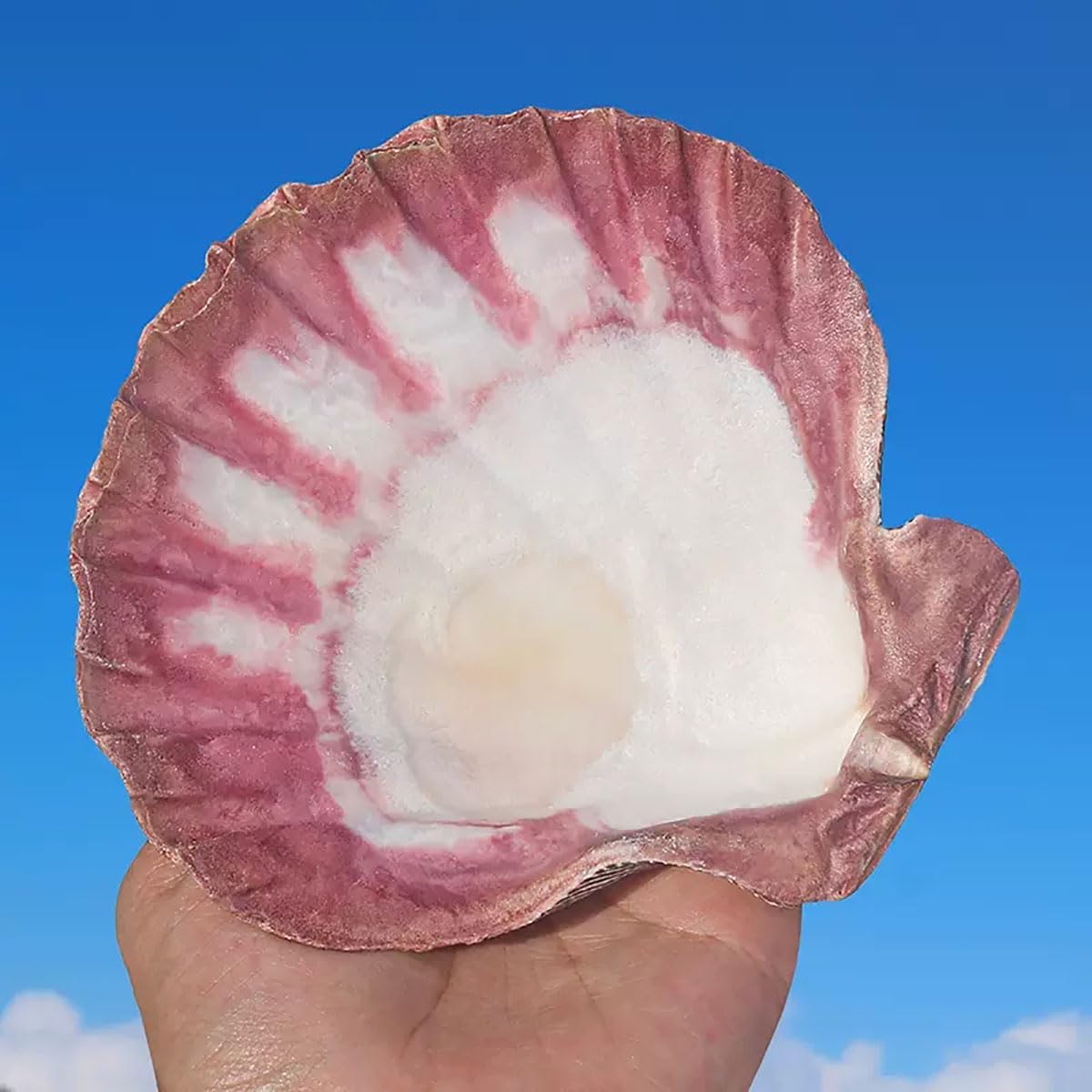 Natürliche Muscheln, 1 Stück große natürliche Muscheln Jakobsmuschel 13–15 cm for Basteln(13~14cm)