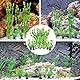 WZTCIBUR Aquarium Wasserpflanzen 10 Stück Aquarium Pflanzen Künstliche Grüne Wasserpflanzen Seetang Kunststoff Pflanzen Aquarium Dekoration für Aquarien Alle Fische Sicher