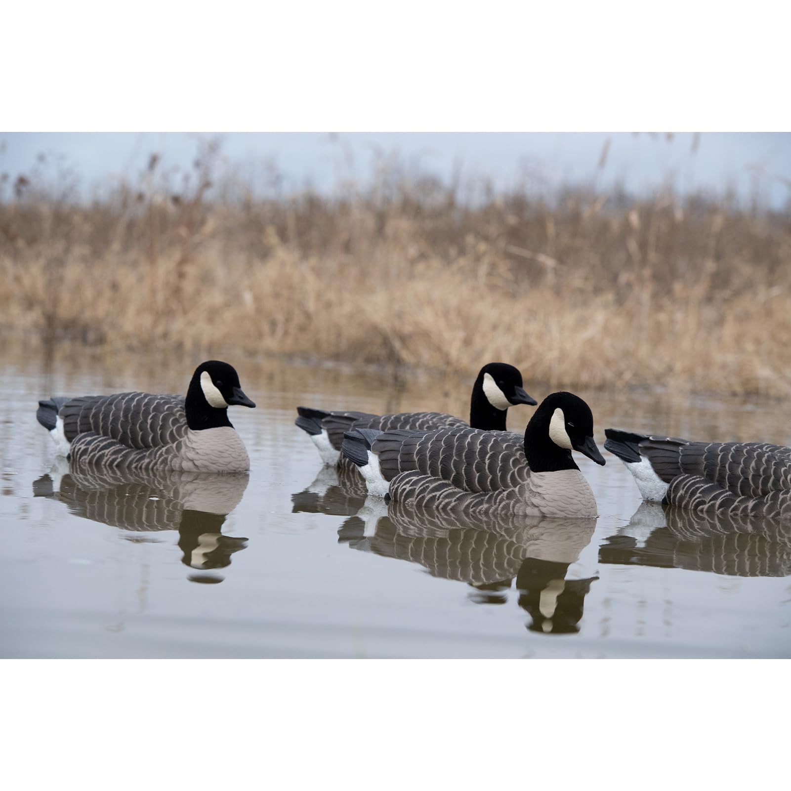 Amazon.com : Avian X Topflight Lessers Floating Goose Hunting