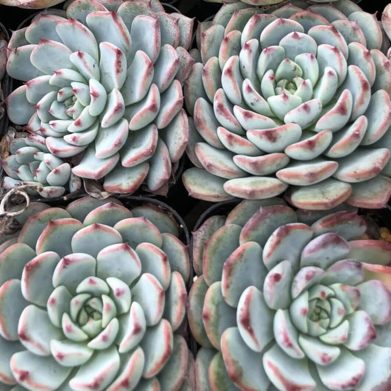 Miniatura 7 de Echeveria Suculents Plantas vivas para cultivar, suculentas de Echeveria vivas, plantas de Echeveria vivas, suculentas de Echeveria viva, Echeveria