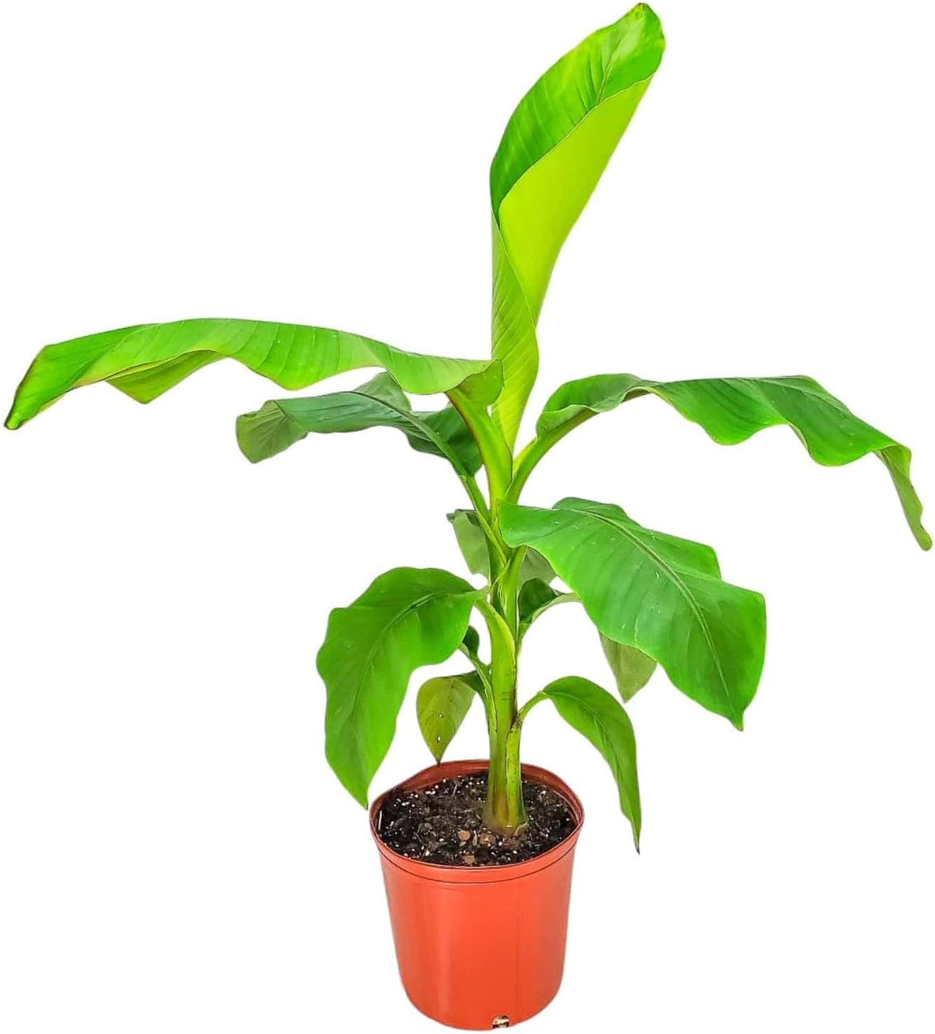 Tropical Plants of Florida - Banana Basjoo Cold Hardy Banana - Banana Tree Live Plant - 36" to 48" Overall Height - 3 Gallon Planter Pot - Live Plant
