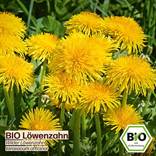 Samenliebe BIO essbare Blüten Samen Set mit 6 samenfesten Blumensamen Sorten für Garten Freiland und Balkon essbare Blüten BIO Blumen Saatgut - Image 4
