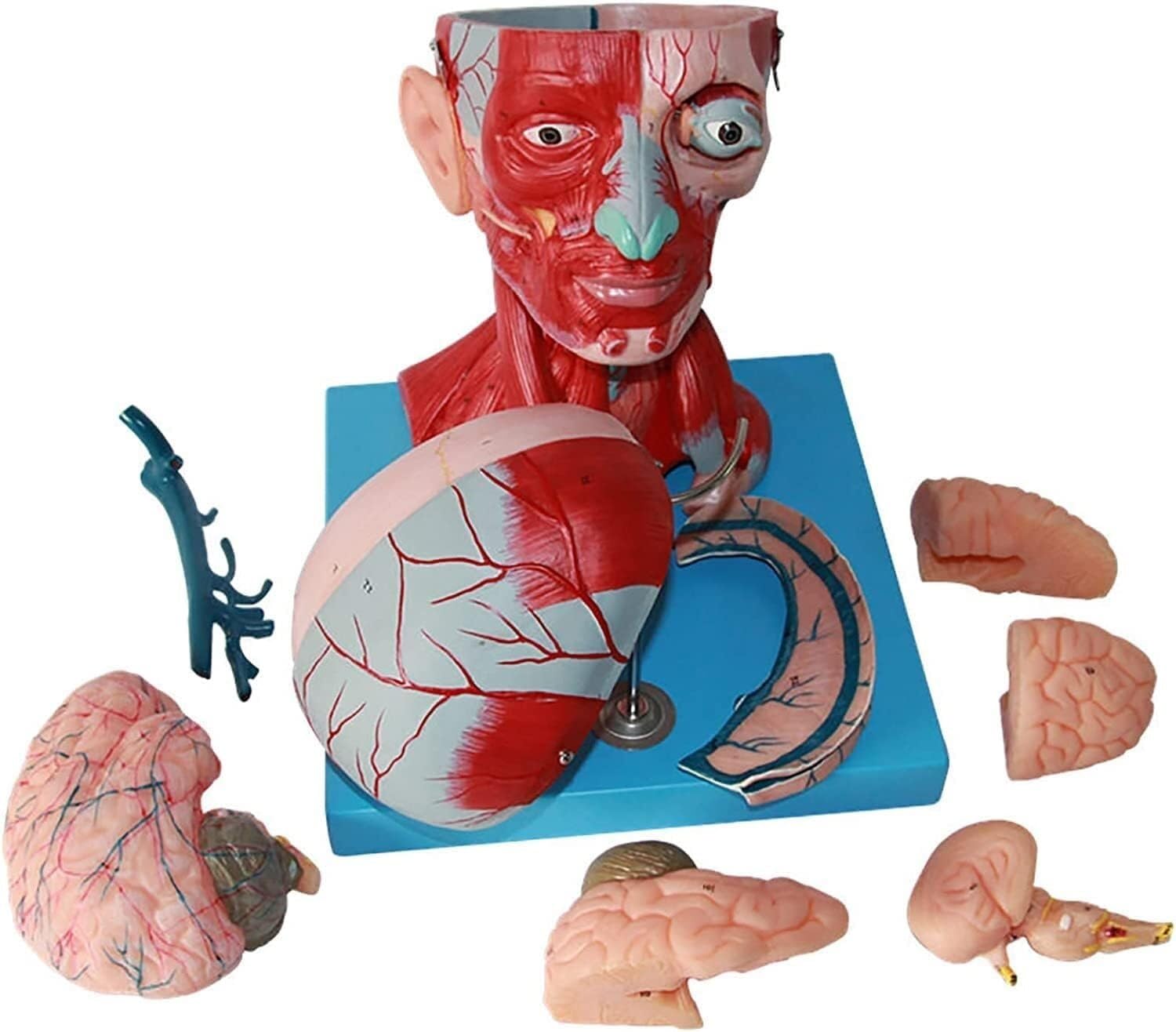 HEQIM Neurology Anatomy Neck Blood Vessels Head Muscle Model, Human Brain Model, Life-Size Anatomical Model Nervous System Brain Artery Neck Muscle Model for Learning Display Medical Teaching