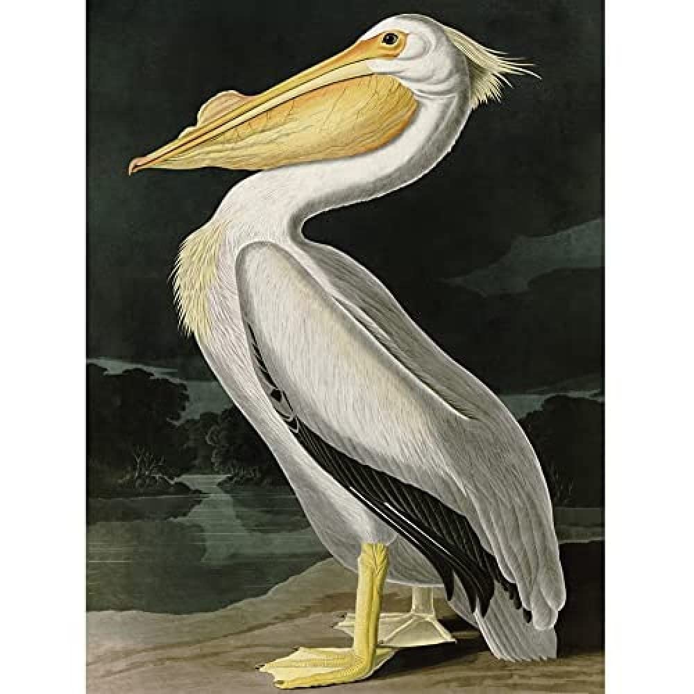Artery8 Unframed Wall Art Audubon Birds White Pelican Painting12X16 Inch
