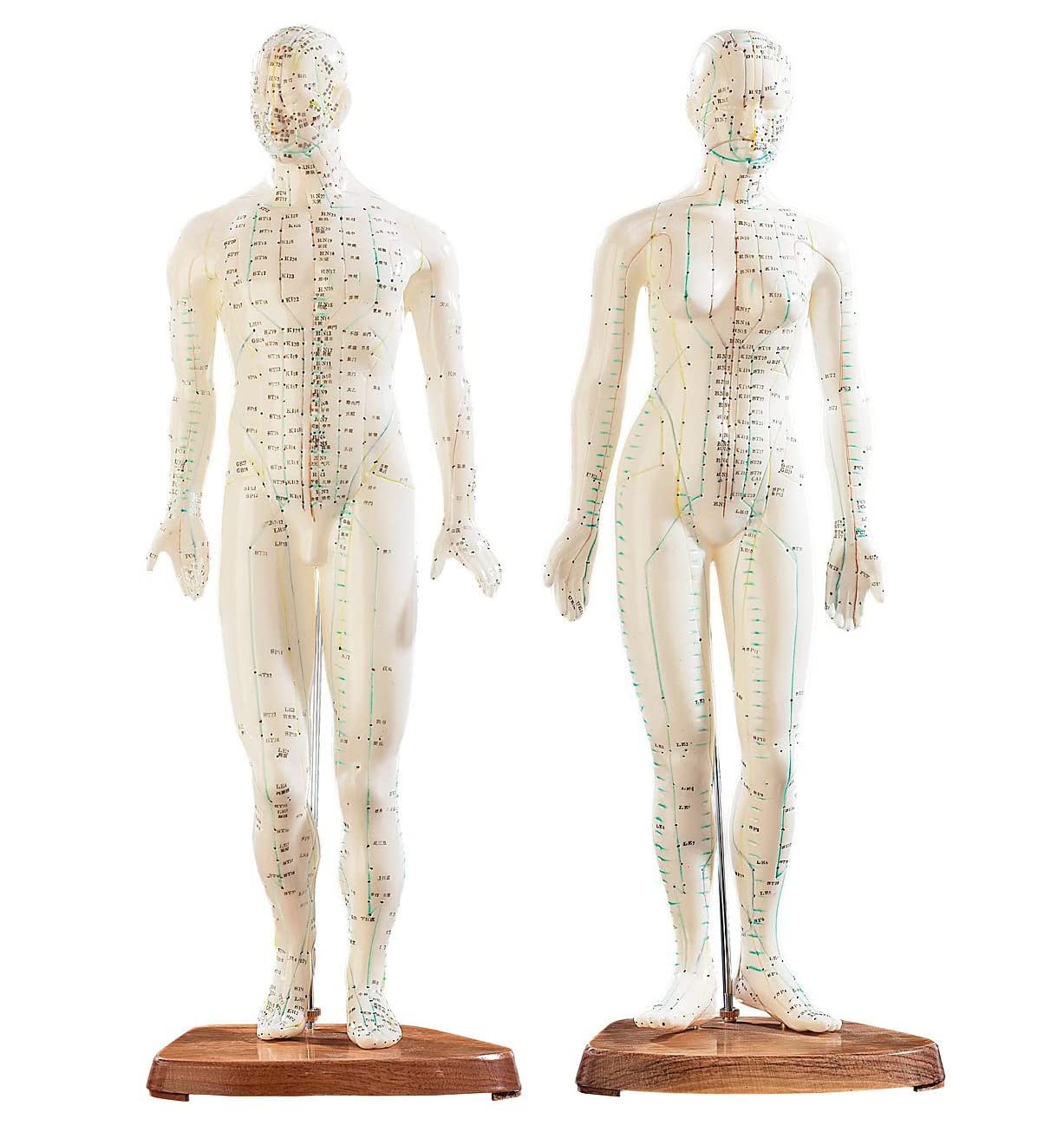 Akupunktur-Modell, 45 cm, 2 Stück, Akupunktur-Figuren, Mann und Frau, farbige Markierungen, Meridiane und Akupunkturpunkte für Anatomie, medizinisches Modell