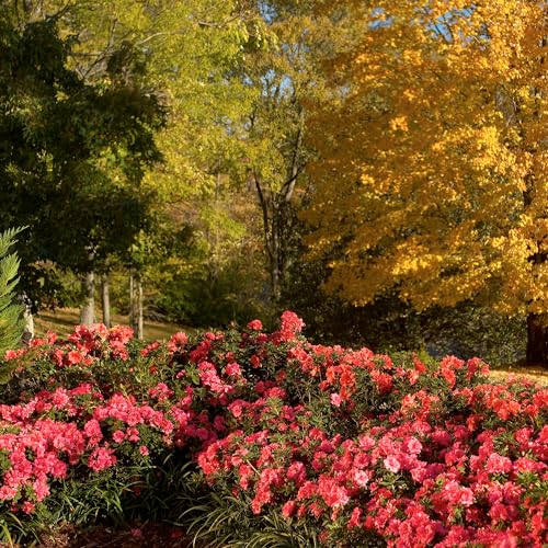 1 Gallon Encore Azalea Autumn Empress Shrub 1 Gallon Encore Azalea Autumn Empress Shrub