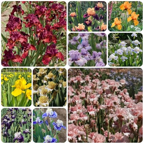 semi di iris, esotici Iris tettoria, semi di campo da giardino semi di comprare decorazione 550pcs