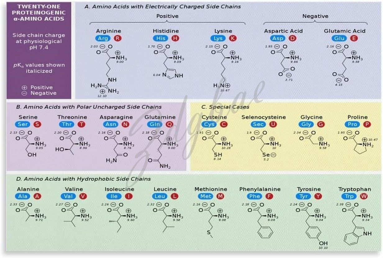 Amazon.com: Genetic Code For Amino Acids Poster Biology Chart Poster(2 ...