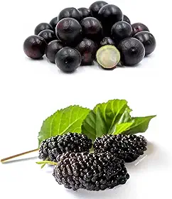 Kit com Mudas de Jabuticaba Híbrida + Amora Portuguesa