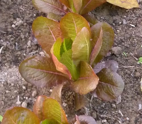 1000 semillas de lechuga romana de Cimmaron para plantar más de 007oz de semillas sin OGM para jardín supervivencia de verduras verduras de bebé a