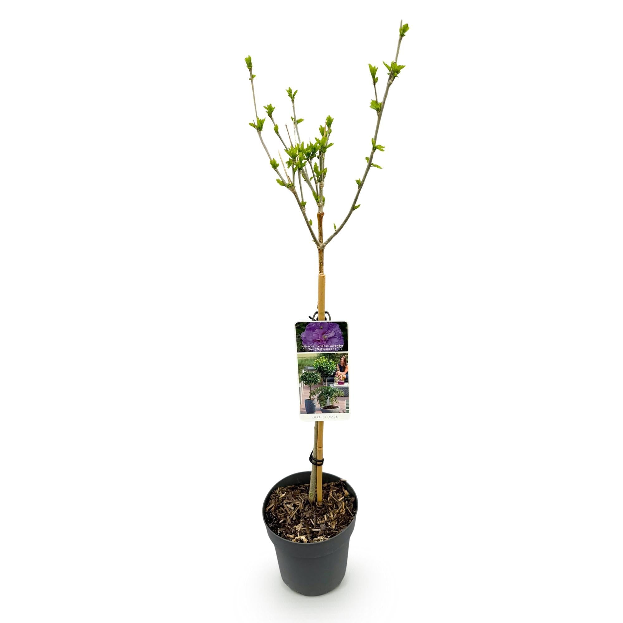 Hibiscus syriacus Lavender Chiffon plante de jardin sur tige 90cm