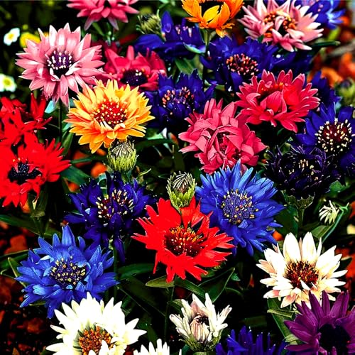 Mixrug 1008+ Dwarf Colorful Cornflower Seeds Perennial Cornflower Seeds Mix for Planting Corn Flower Seed Non-GMO Heirloom Plant Seed Gardens Outdoor