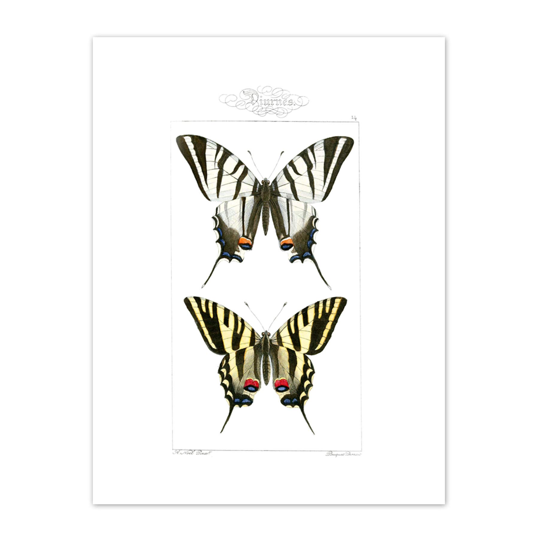 Wee Blue Coo Butterflies Tiger Art Print Canvas Premium Wall Decor Poster