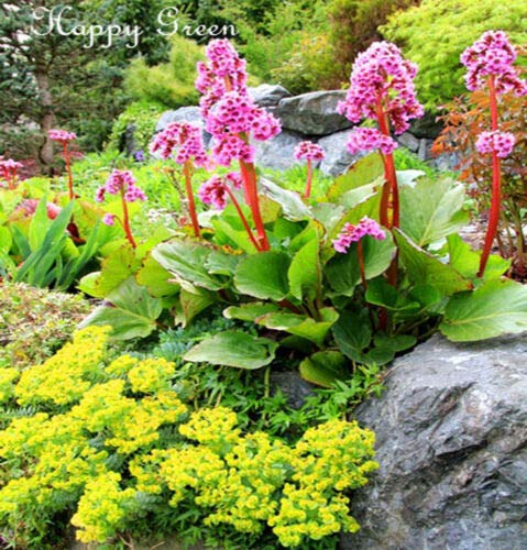 Semi freschi - Elefant's Eards - 150 semi - Bergenia cordifolia - rosa perenne fiore:Seeds