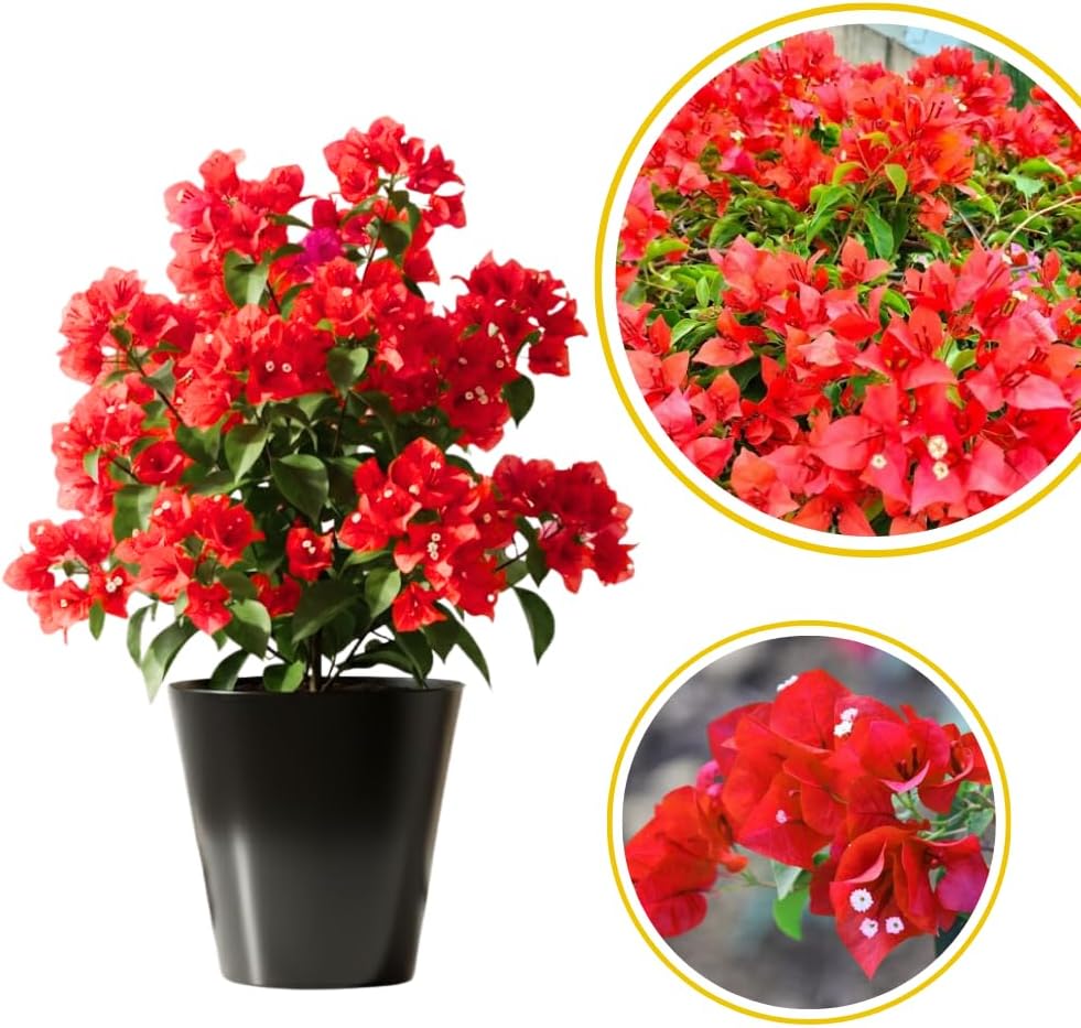 Red Bougainvillea Live Plant in 4'' Pot, Hardy Bougainvillea Tree Plant Live, Live Flowering Vine for Outdoor Planting, Climbing Plant, Well-Rooted, 6-8 Inch Tall